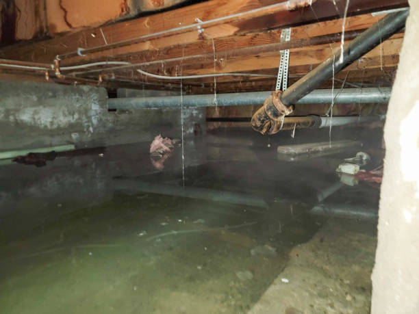 Best Flood restoration services  in Westmere, NY