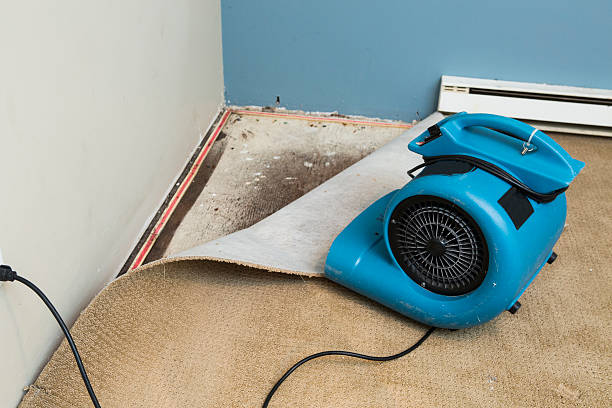 Best Water damage contractors near me  in Westmere, NY